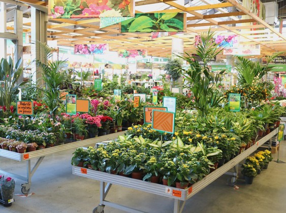 HORNBACH: Topul celor mai cumparate plante decorative si cum pot fi incadrate in ambientul locuintei